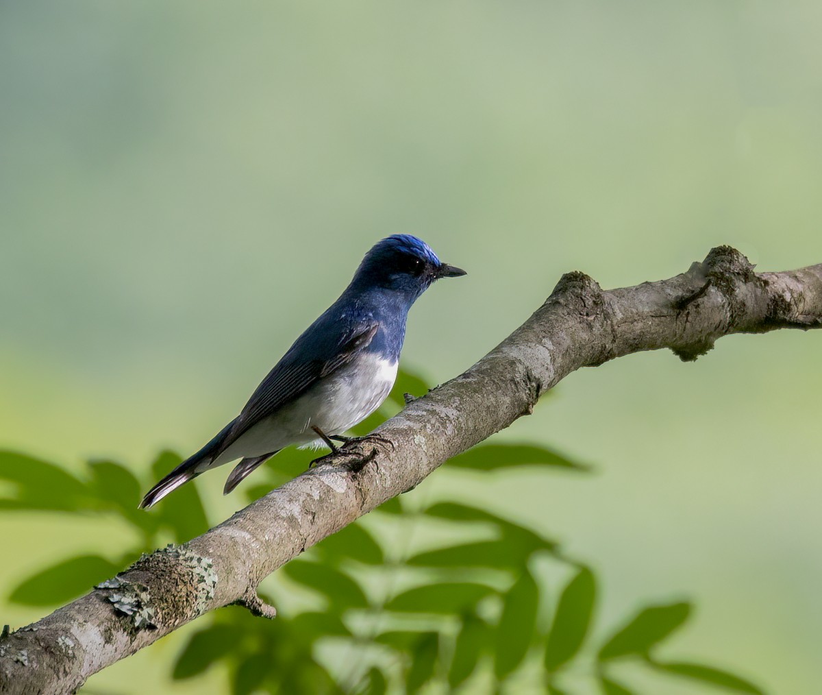Zappey's Flycatcher - ML642290036