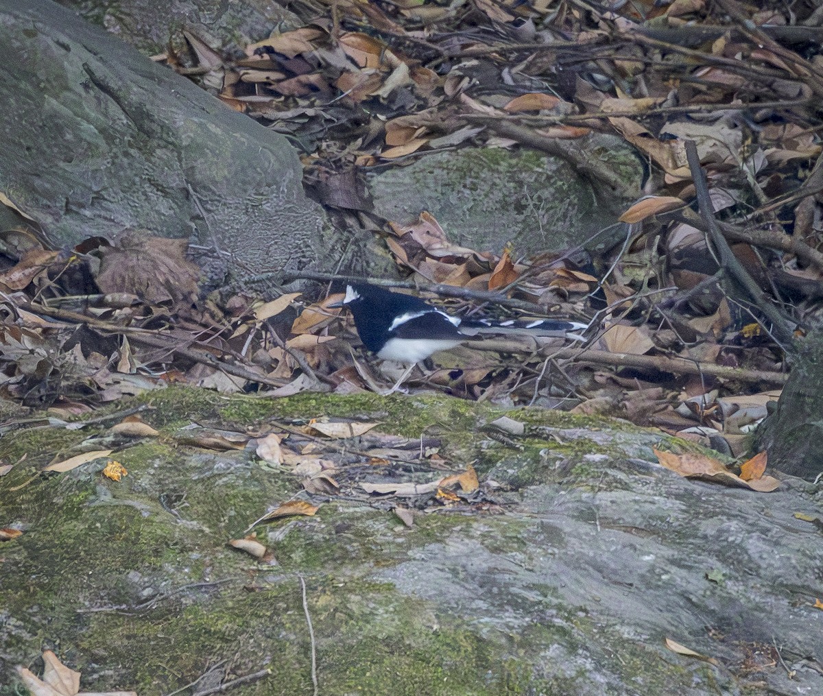 White-crowned Forktail - ML642290040