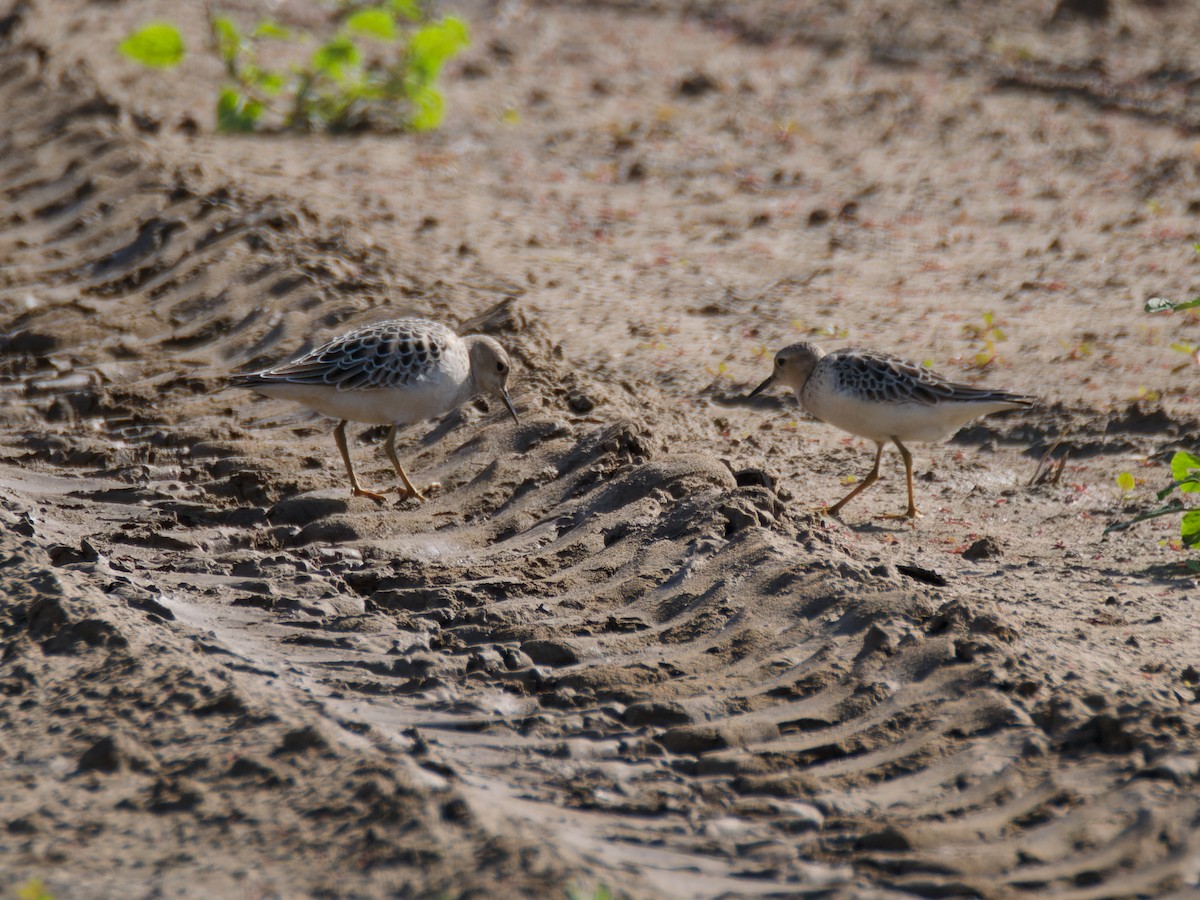 Buff-breasted Sandpiper - ML642290042