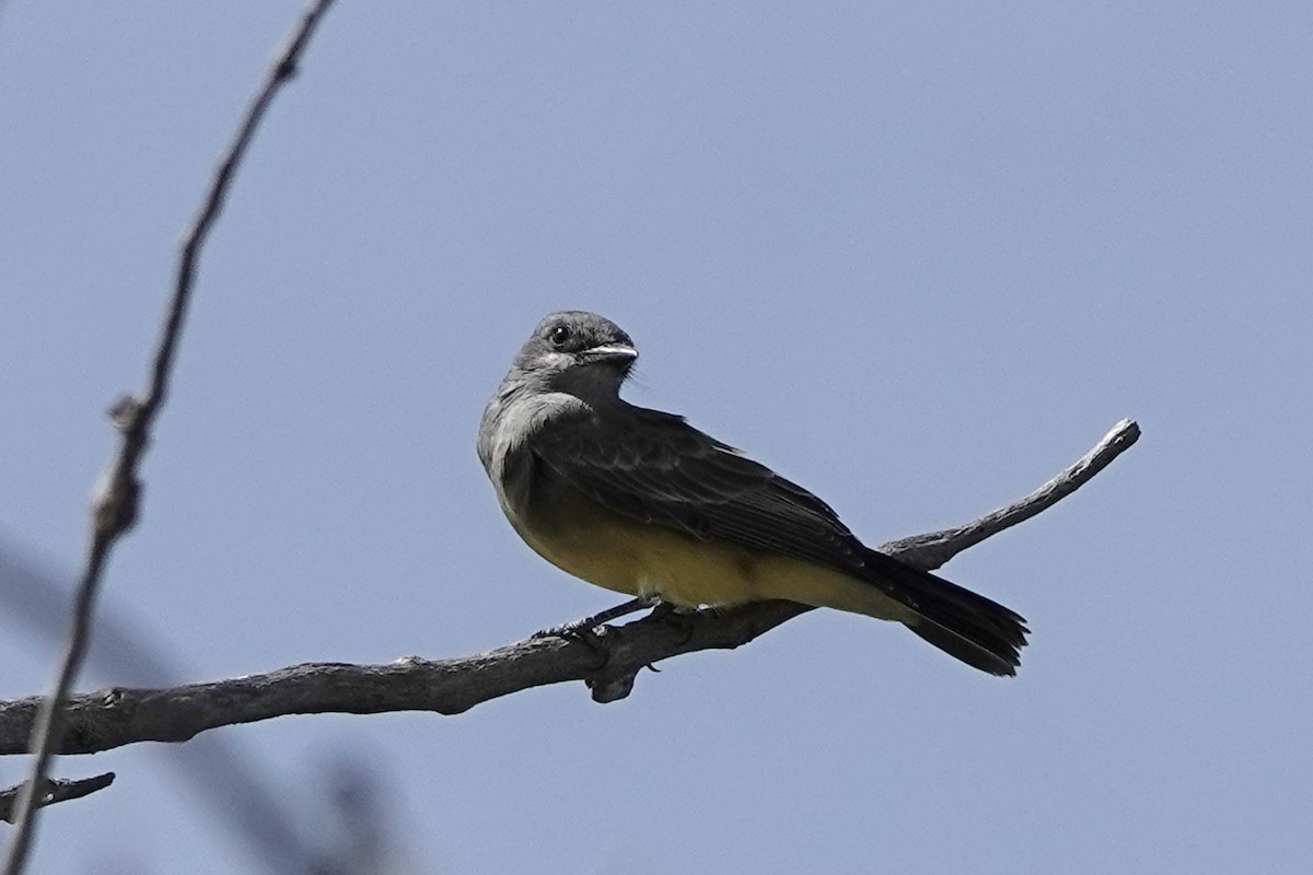 Cassin's Kingbird - ML642290053