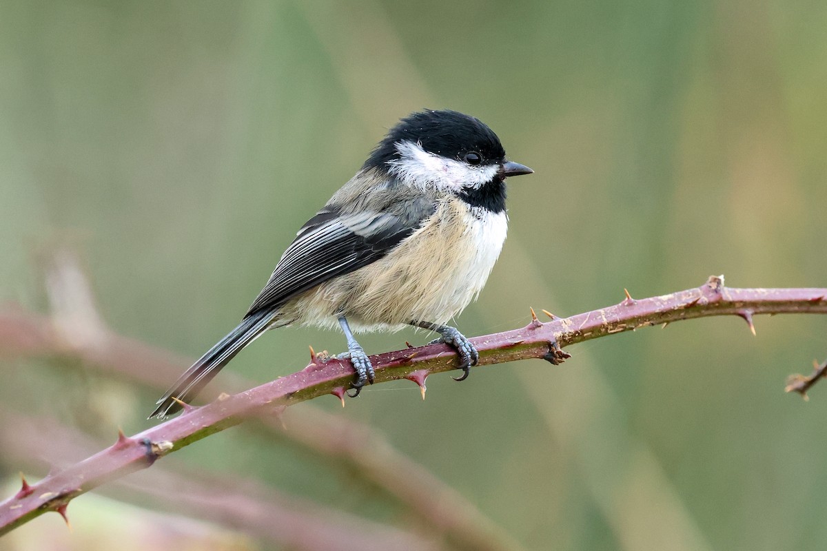 Black-capped Chickadee - ML642290071
