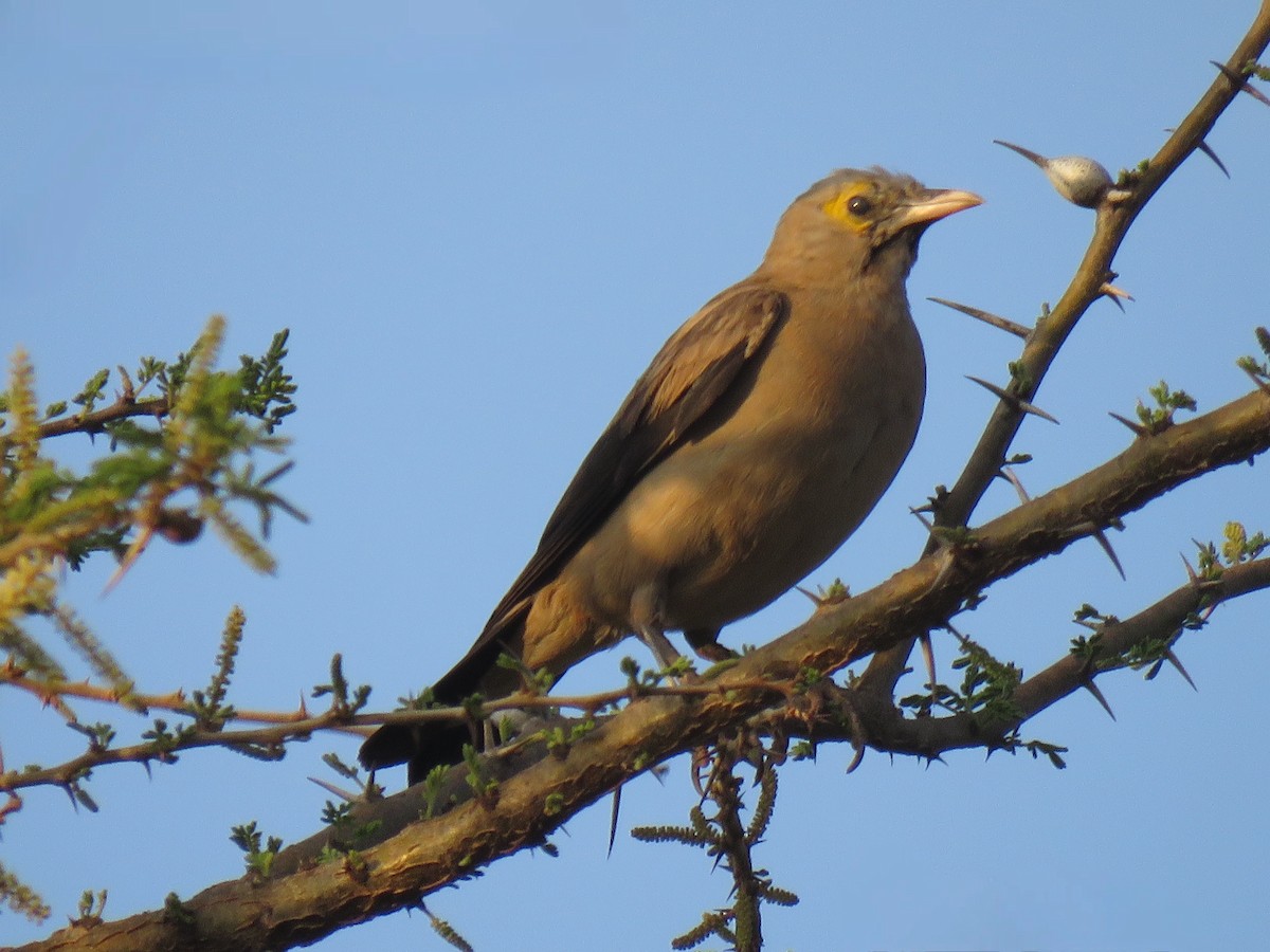 Wattled Starling - ML642290072