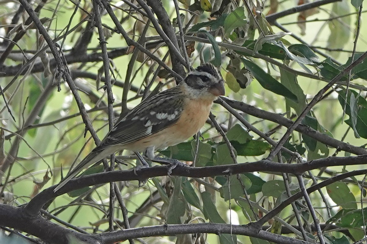 Black-headed Grosbeak - ML642290086