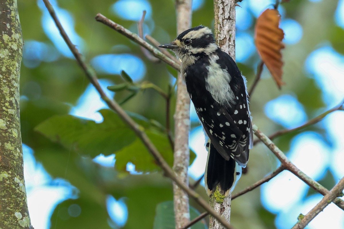 Downy Woodpecker - ML642290093