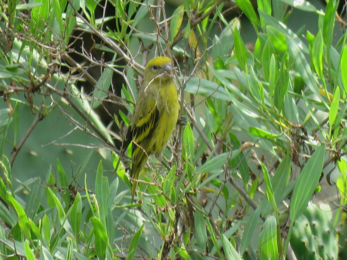 Yellow-crowned Canary - ML642290118