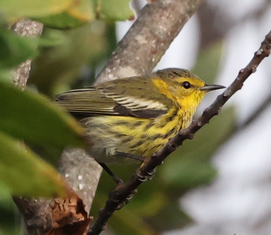 brunkinnparula - ML642290120