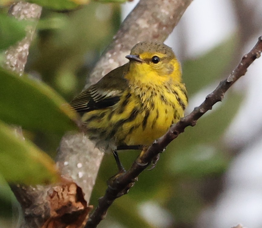 brunkinnparula - ML642290121