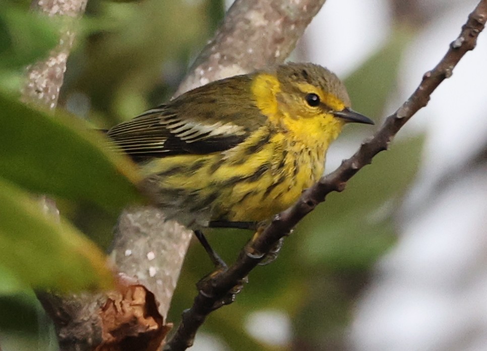 brunkinnparula - ML642290122
