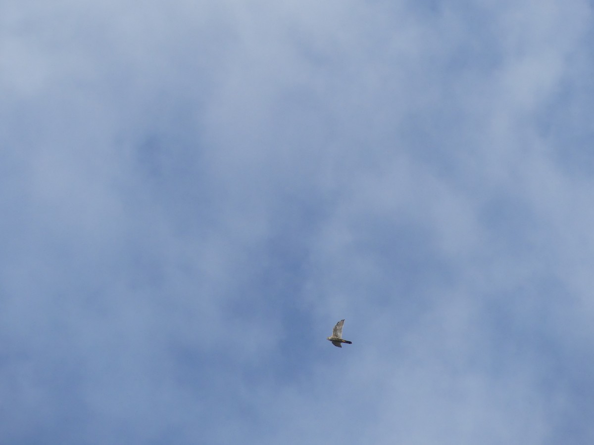 Merlin - ML642290128