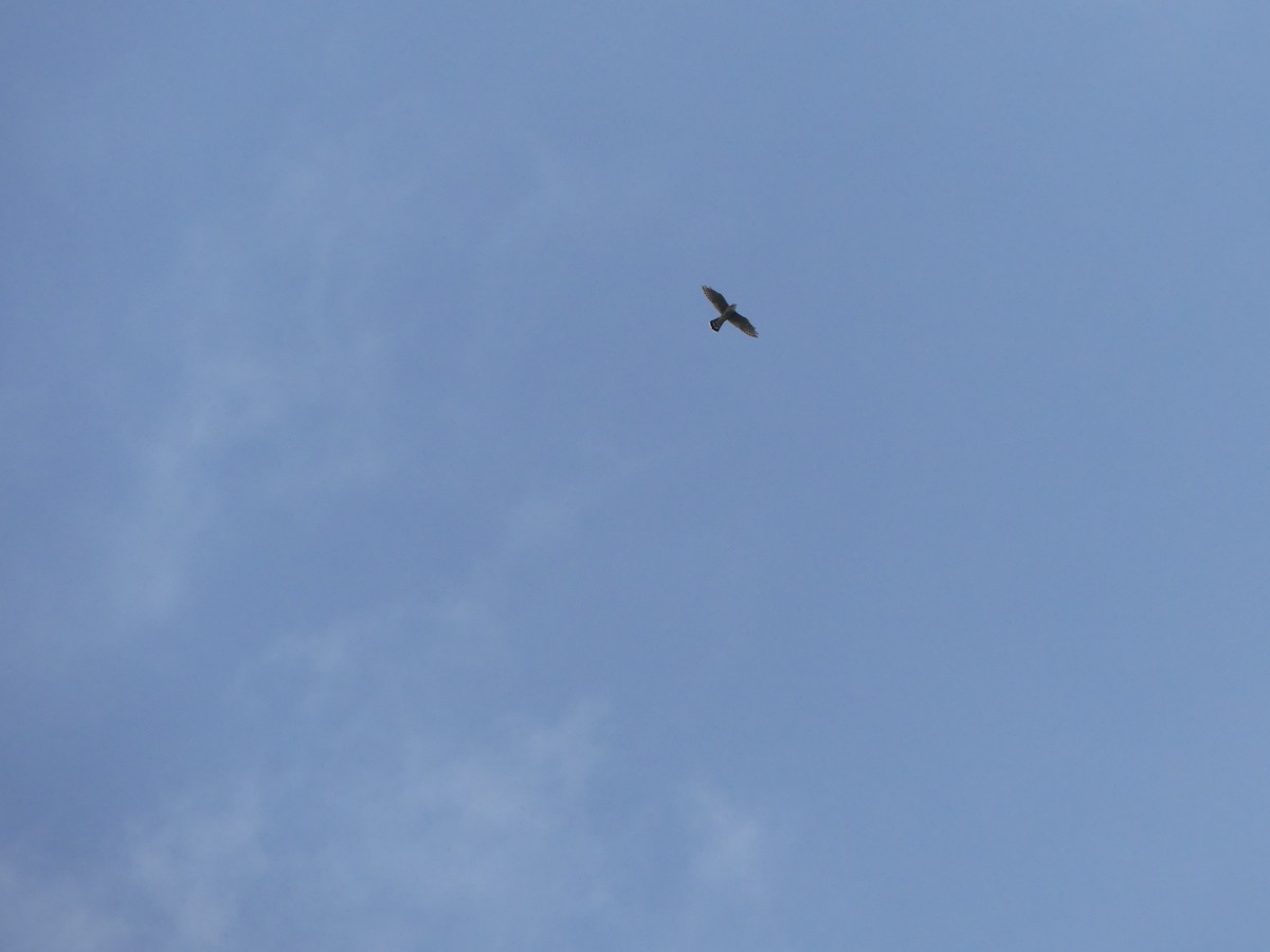 Merlin - ML642290129