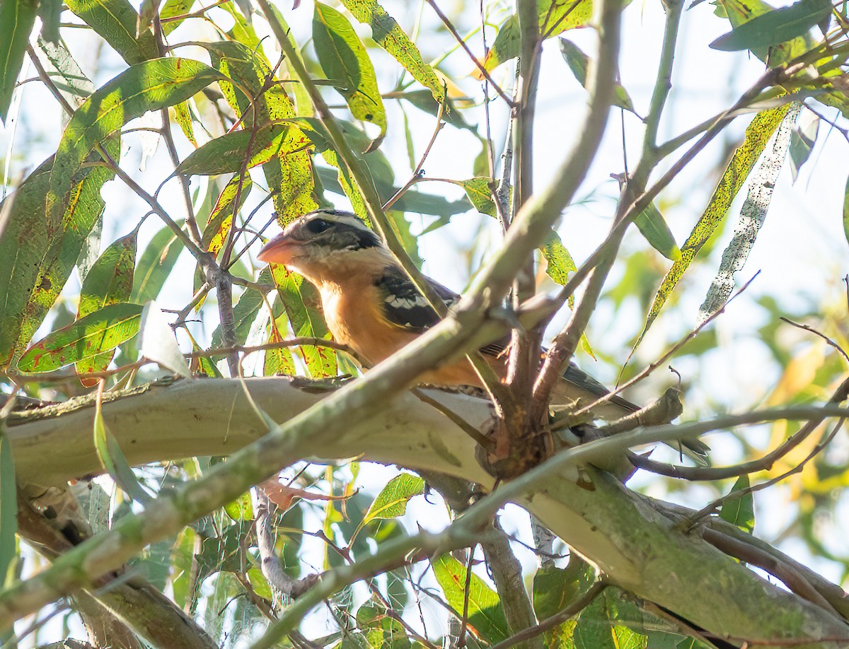 Black-headed Grosbeak - ML642290135