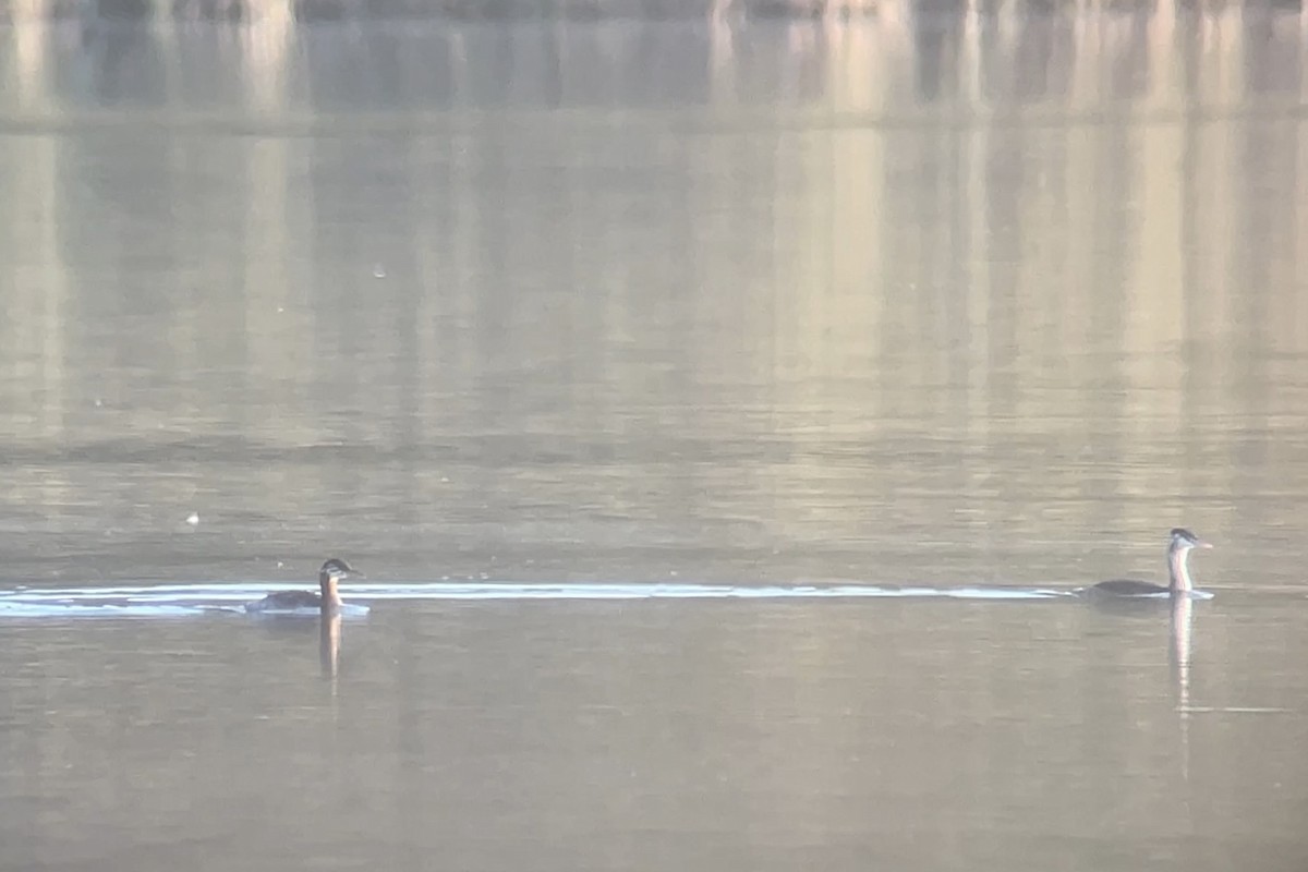 Red-necked Grebe - ML642290163