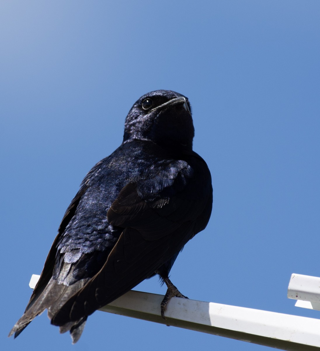 Purple Martin - ML642290168