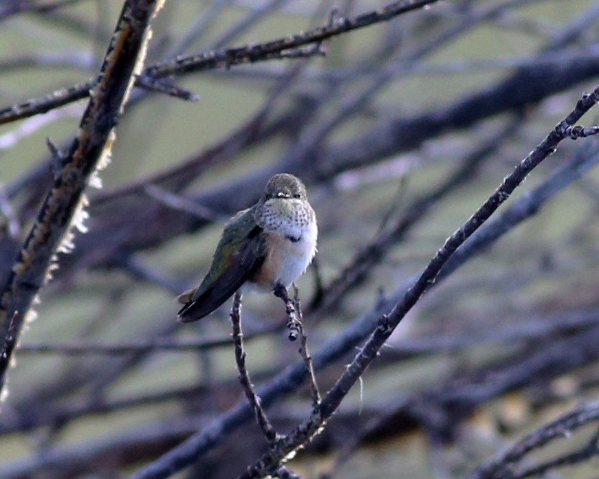 Calliope Hummingbird - ML642290202
