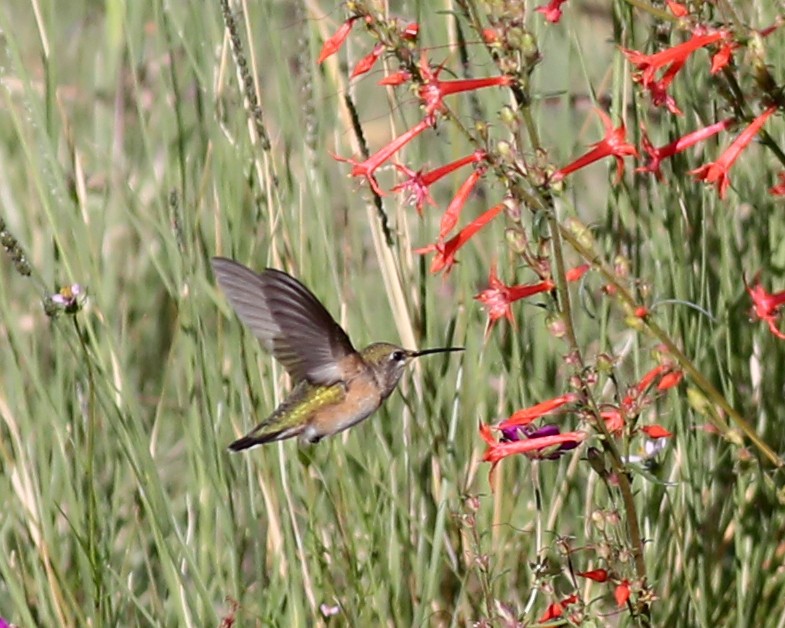 Calliope Hummingbird - ML642290203