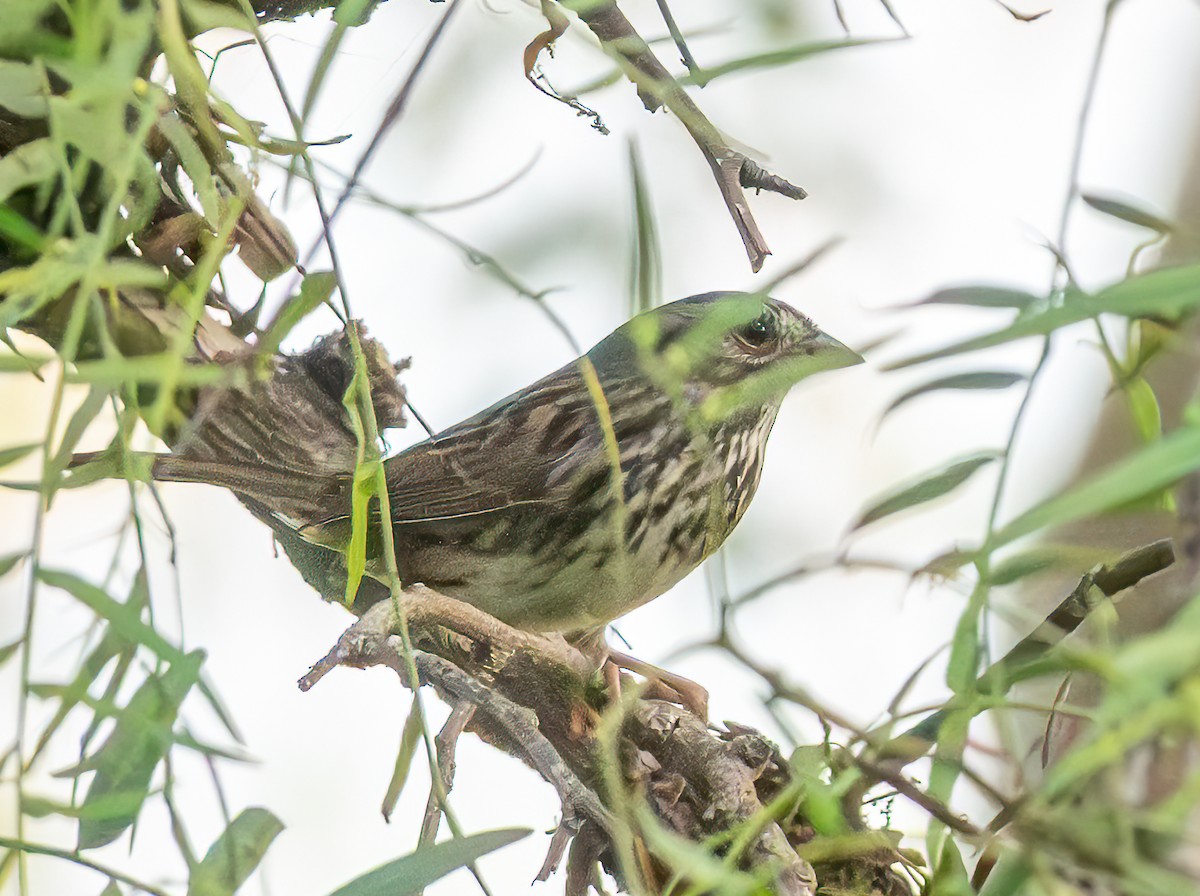 Song Sparrow - ML642290213