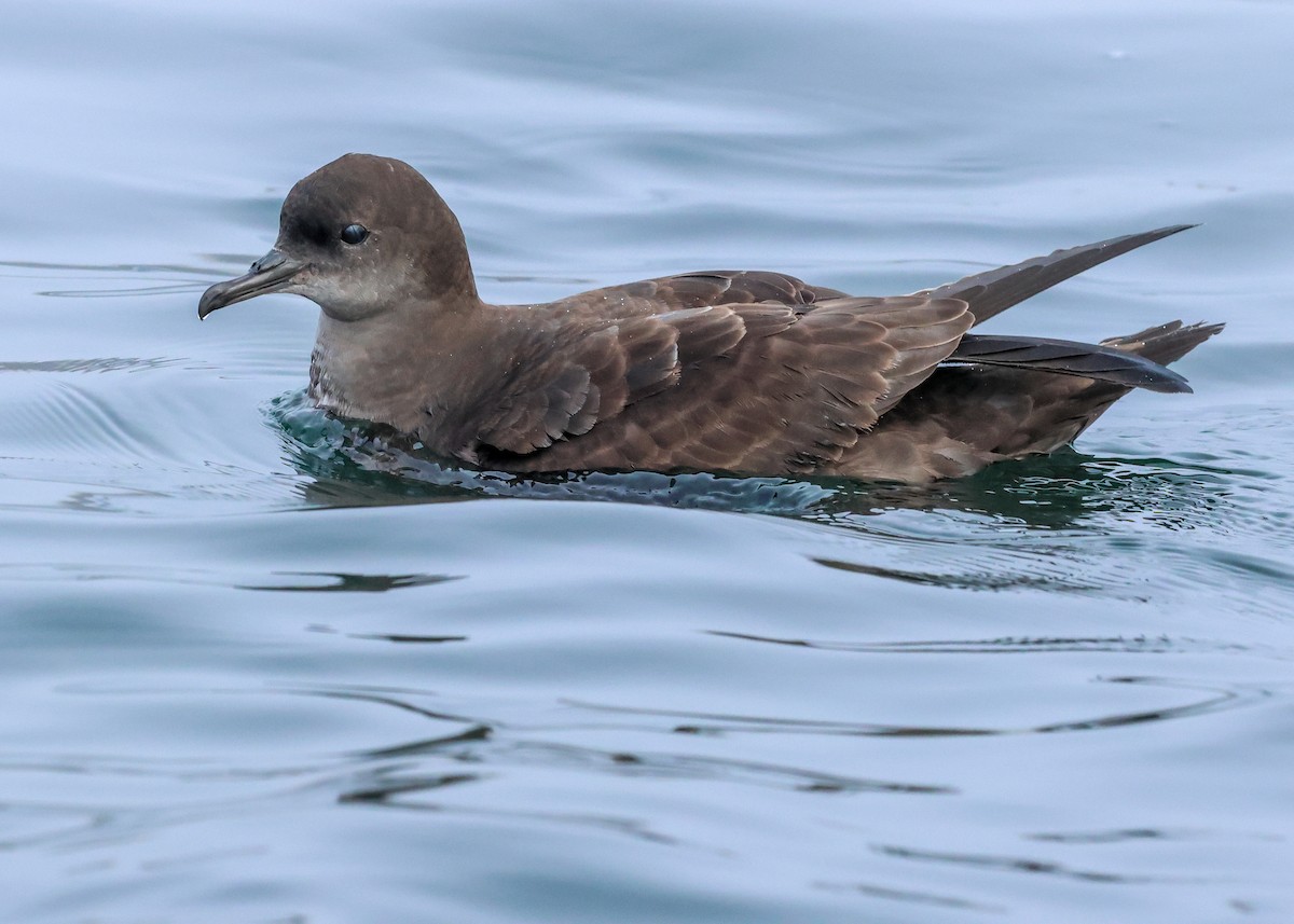 Short-tailed Shearwater - ML642290231