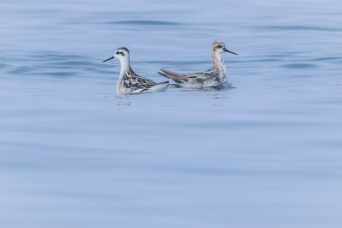 Red-necked Phalarope - ML642290263