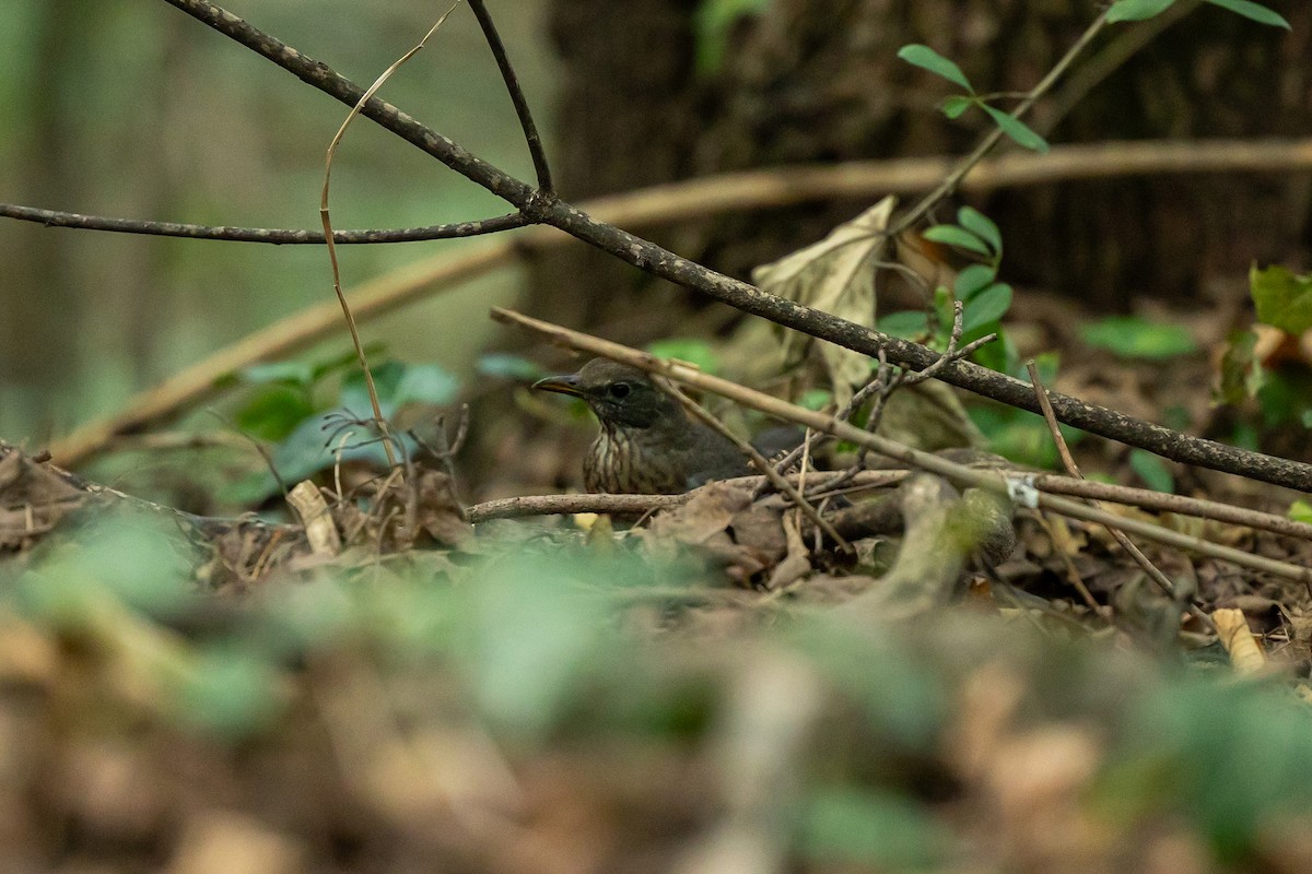 ニシクロウタドリ - ML642290269