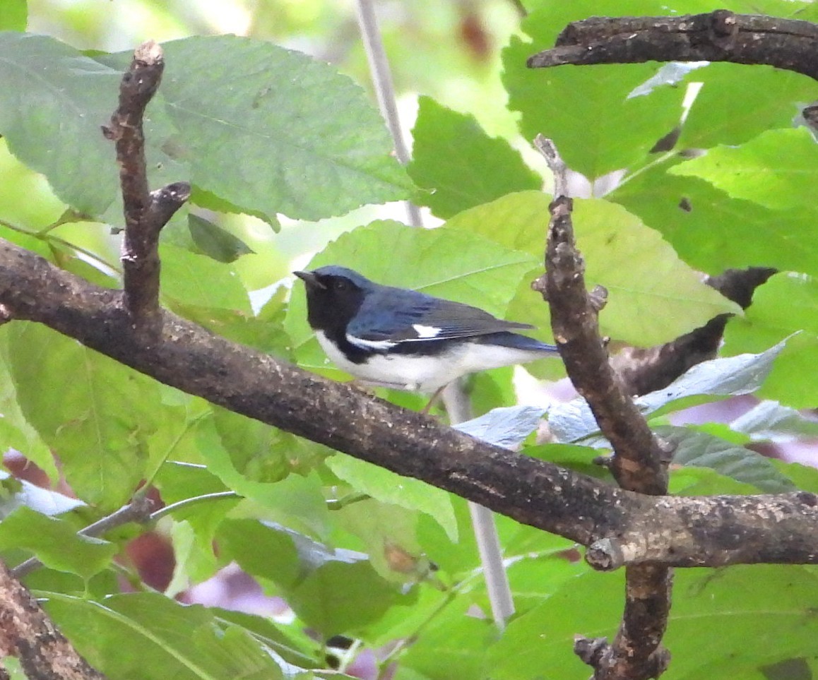 Black-throated Blue Warbler - ML642290279