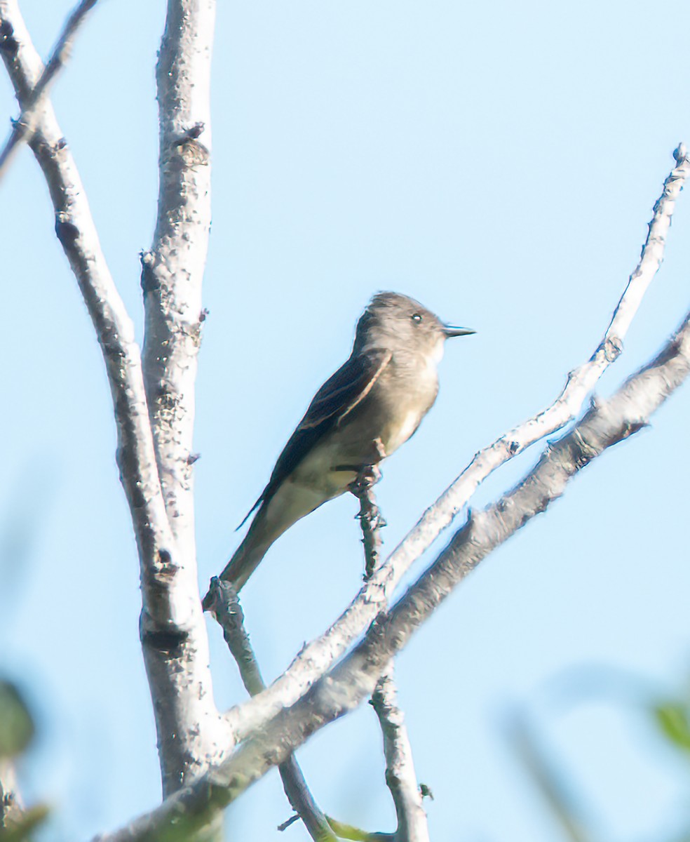 Western Wood-Pewee - ML642290294
