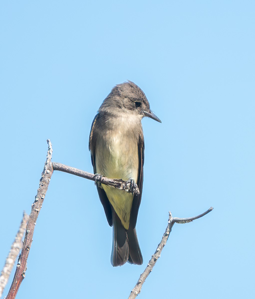 Western Wood-Pewee - ML642290295