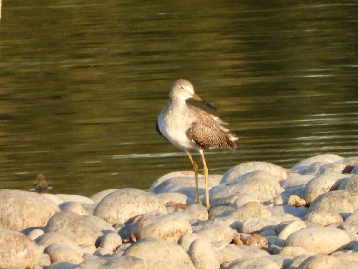 Greater Yellowlegs - ML642290299