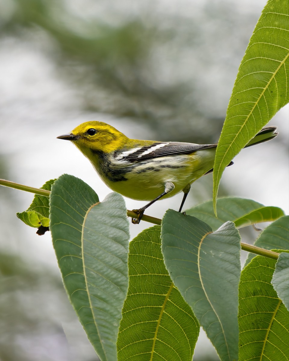 Black-throated Green Warbler - ML642290332