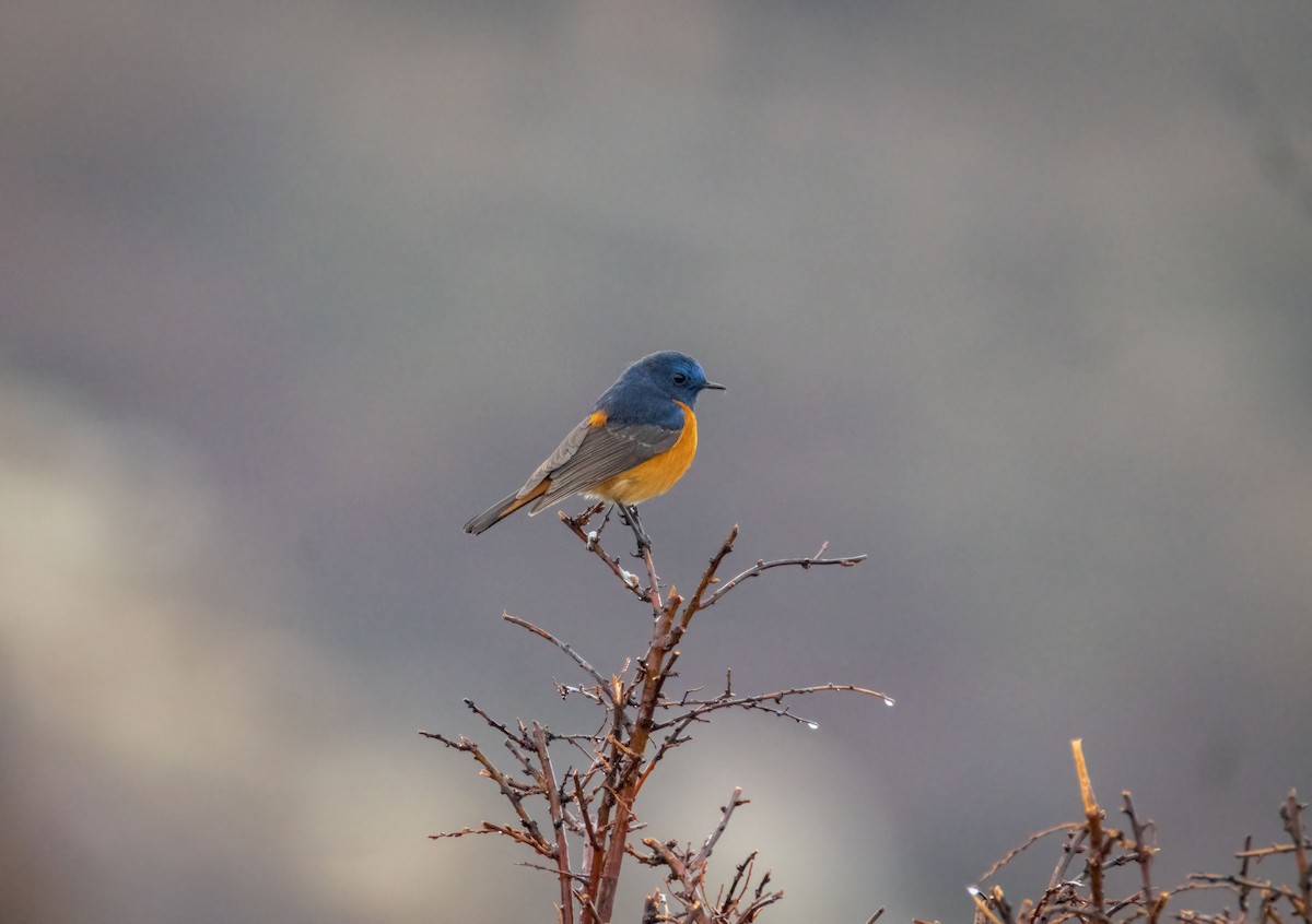 Blue-fronted Redstart - ML642290346