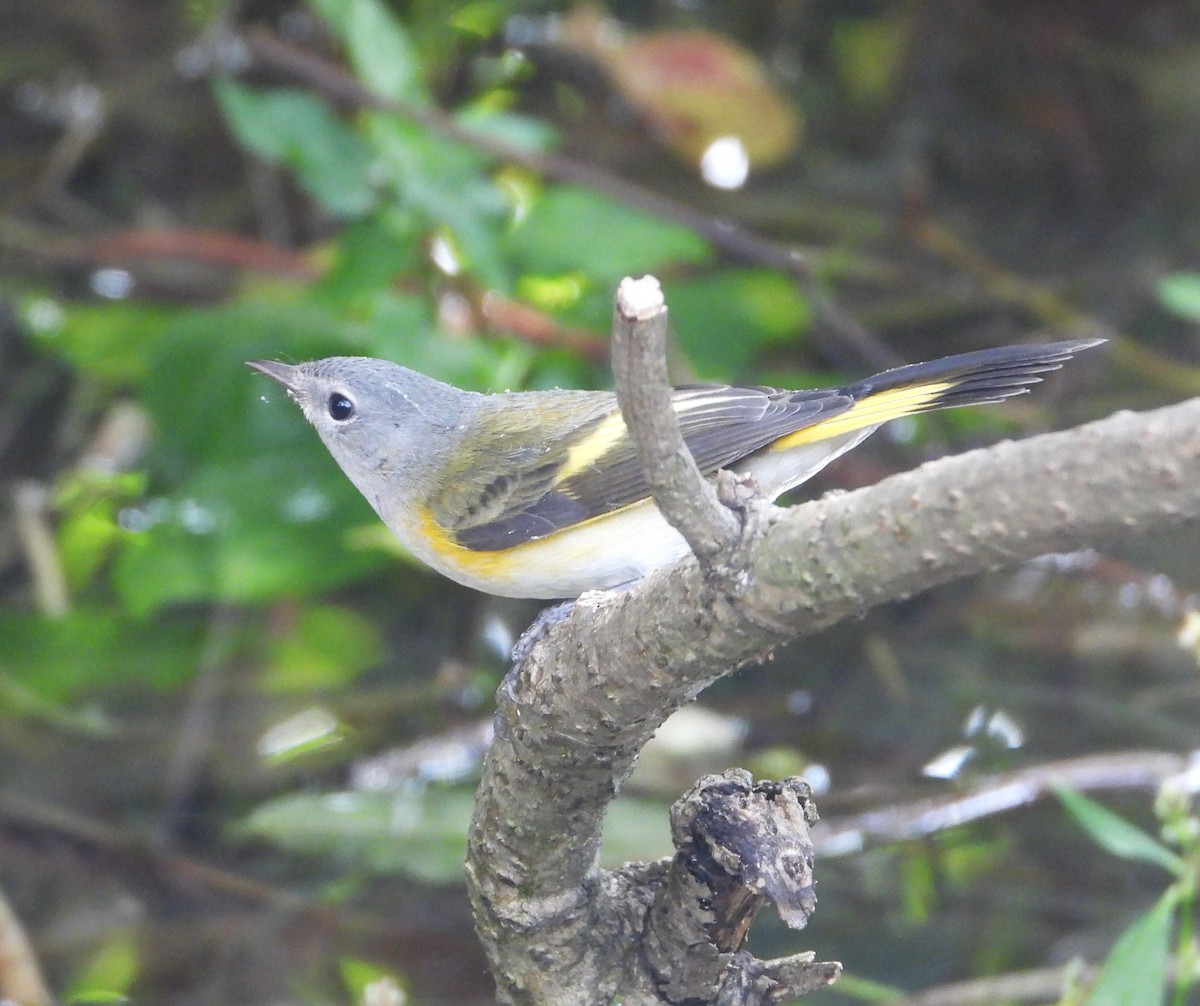 American Redstart - ML642290372