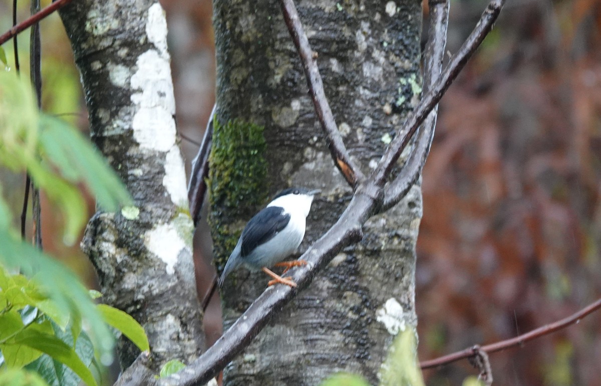 hvitskjeggmanakin - ML642290375