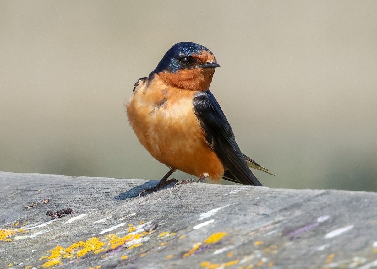 Barn Swallow - ML642290380