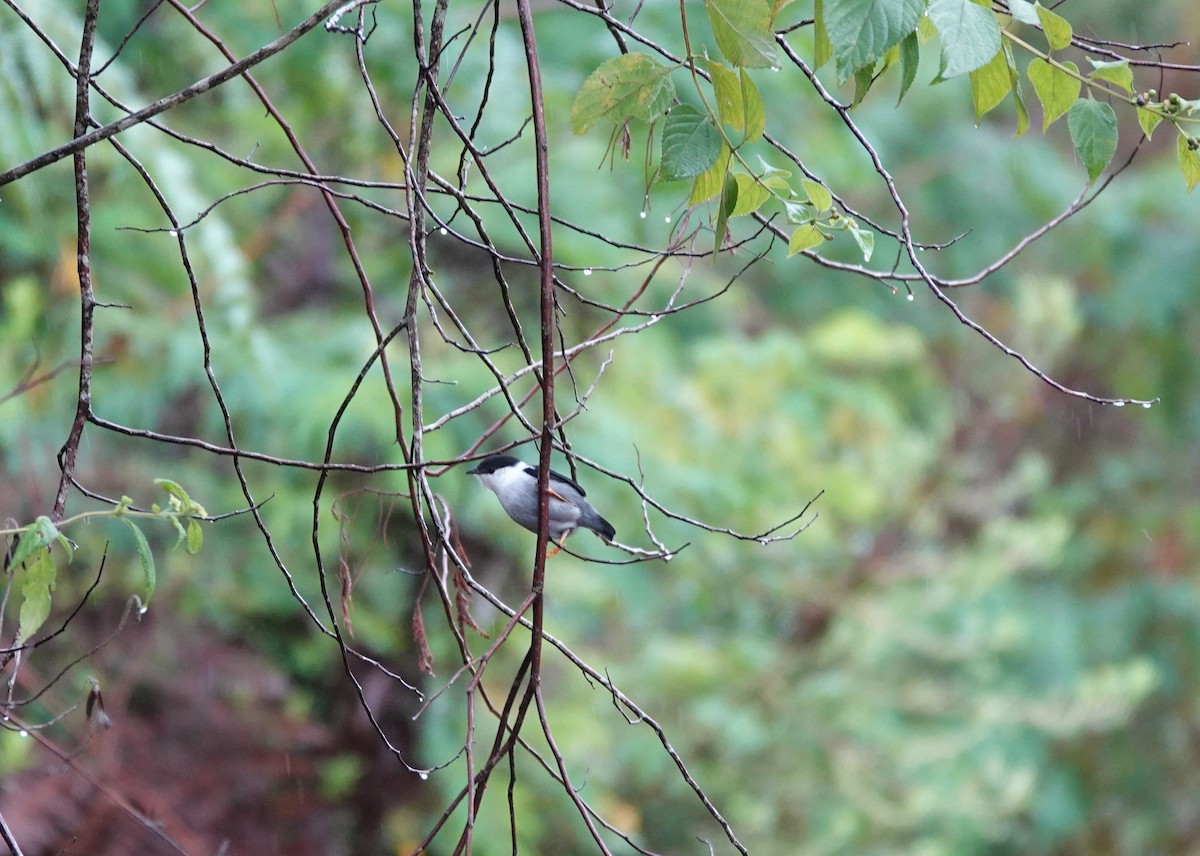 hvitskjeggmanakin - ML642290384