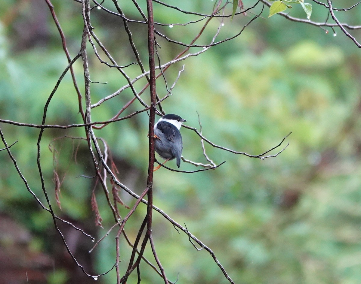 hvitskjeggmanakin - ML642290403