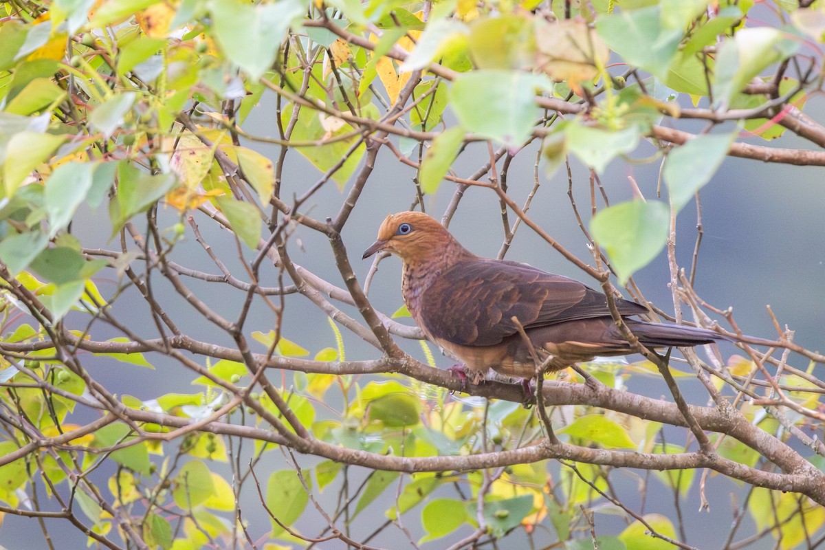 Little Cuckoo-Dove - ML642290432