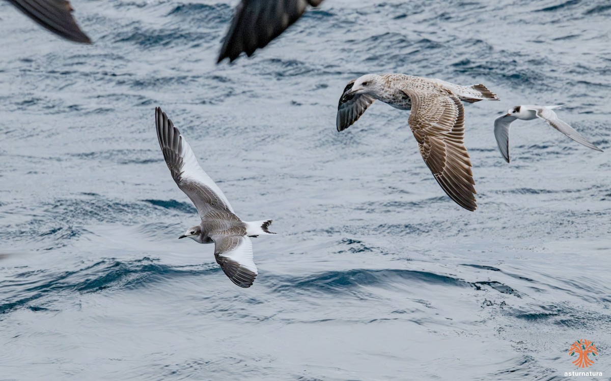 Sabine's Gull - ML642290445