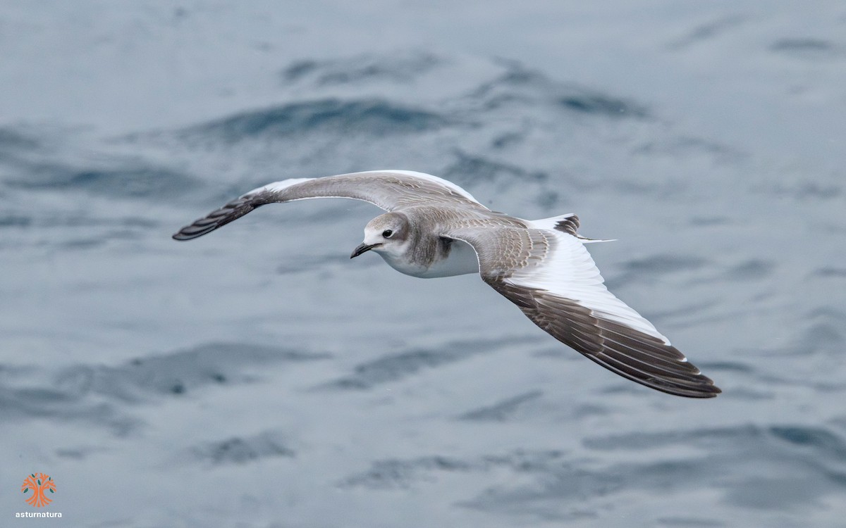 Sabine's Gull - ML642290446