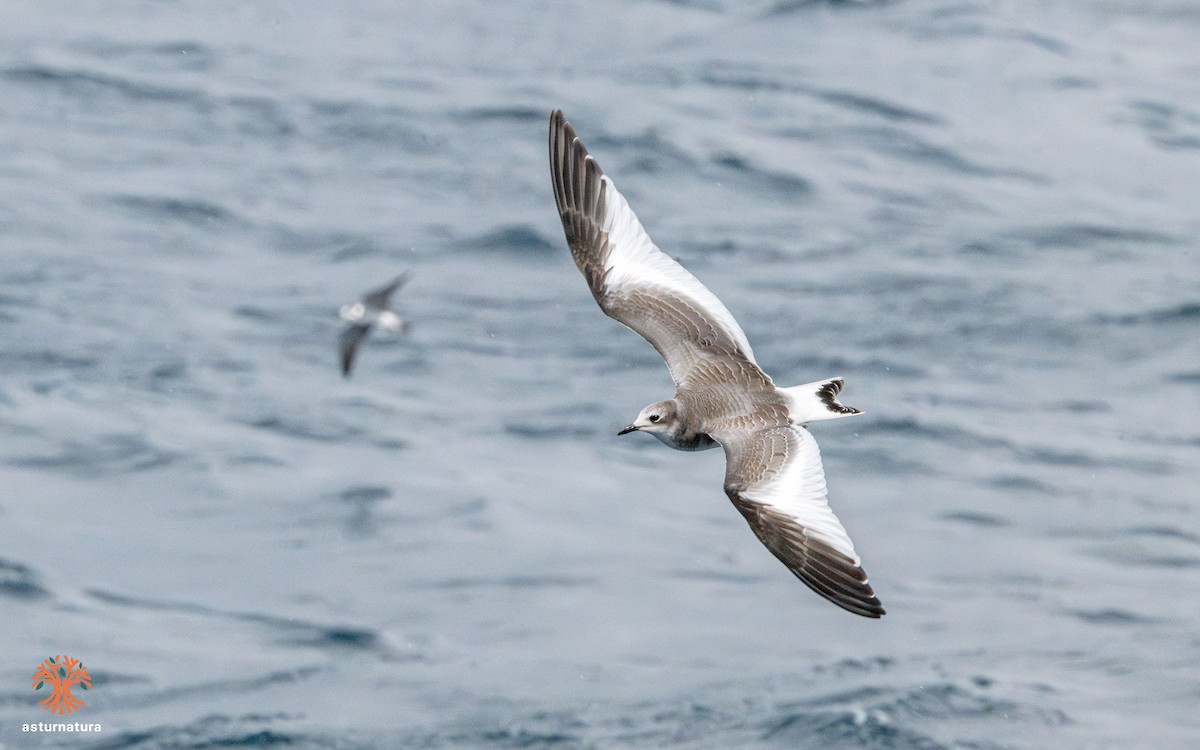 Sabine's Gull - ML642290447