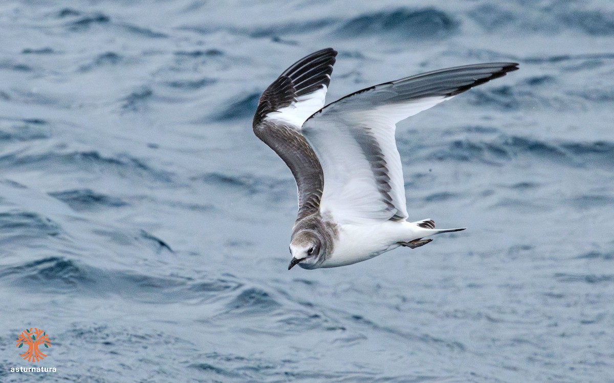 Sabine's Gull - ML642290448