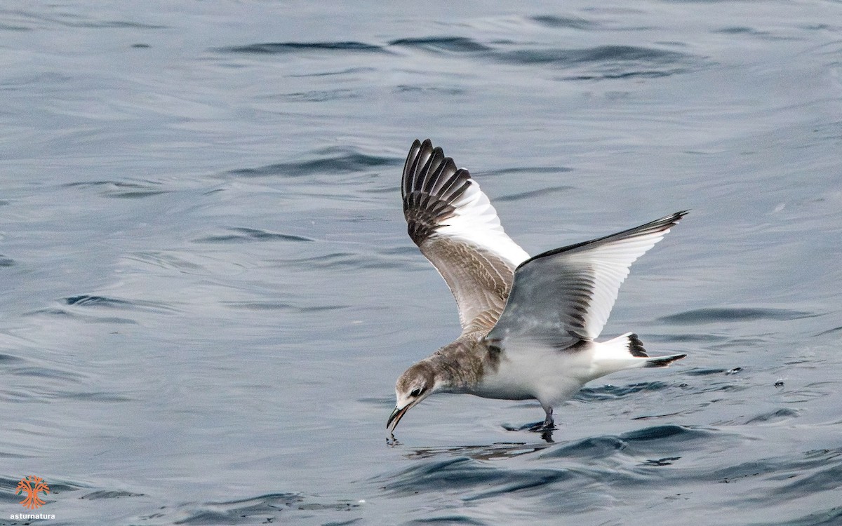 Sabine's Gull - ML642290449