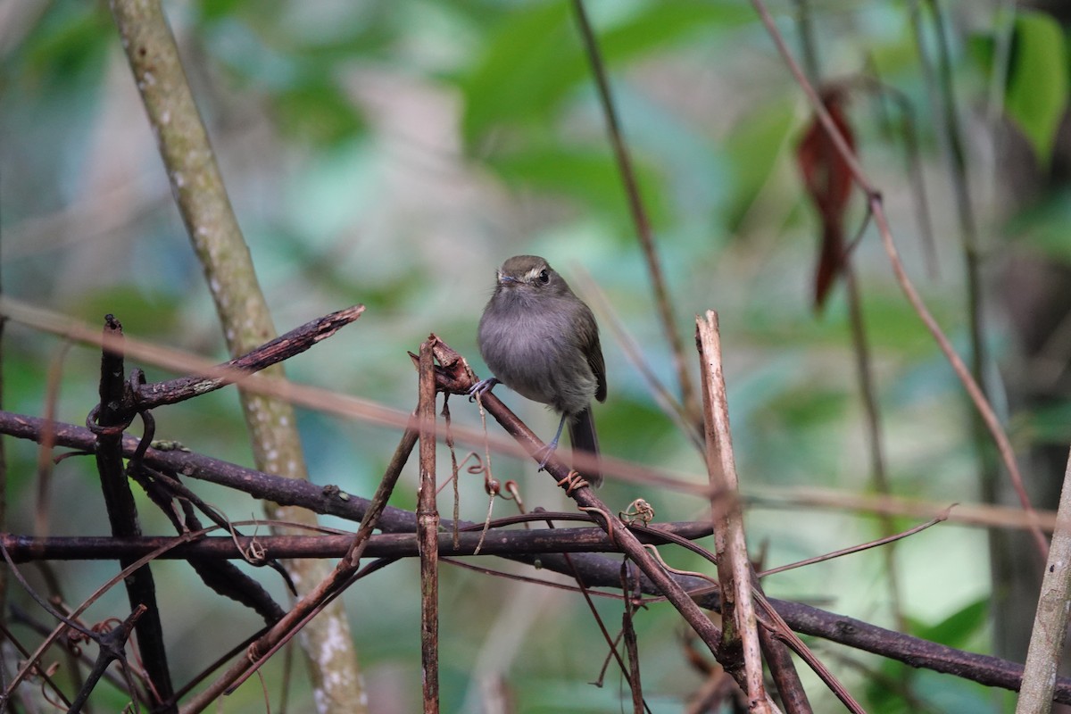 Drab-breasted Pygmy-Tyrant - ML642290461