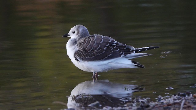Sabine's Gull - ML642290477