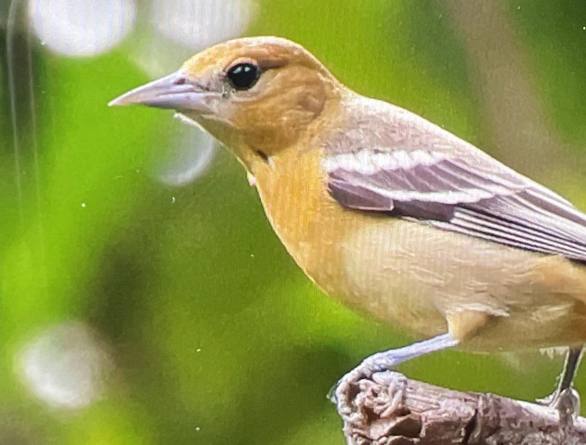 Baltimore Oriole - ML642290478