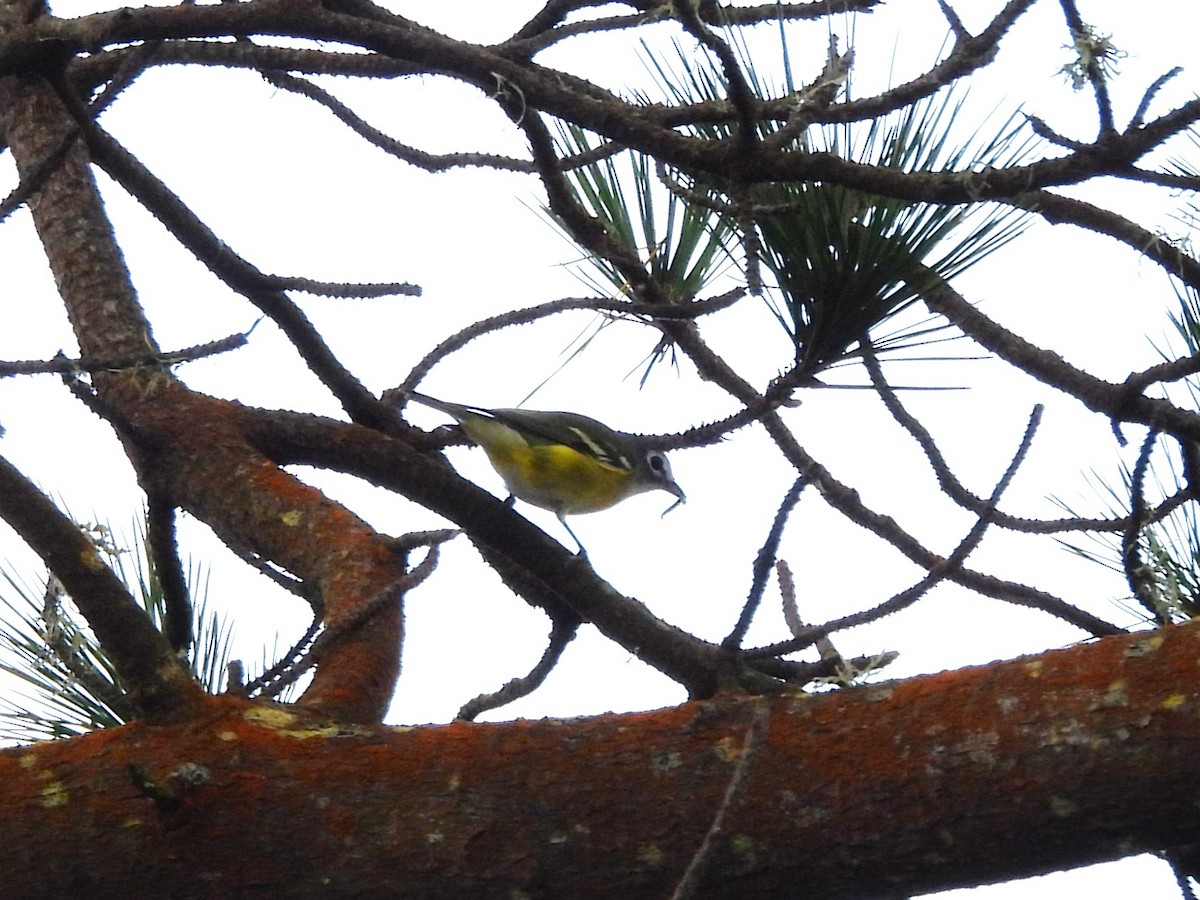 Blue-headed Vireo - ML642290483