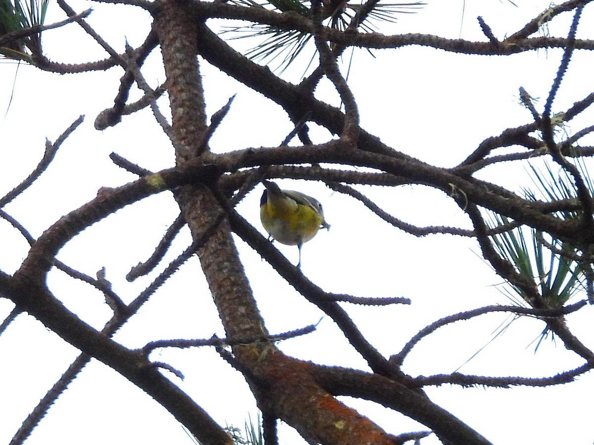 Blue-headed Vireo - ML642290484