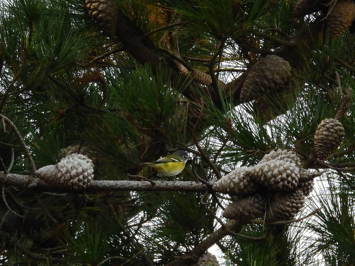 Blue-headed Vireo - ML642290485