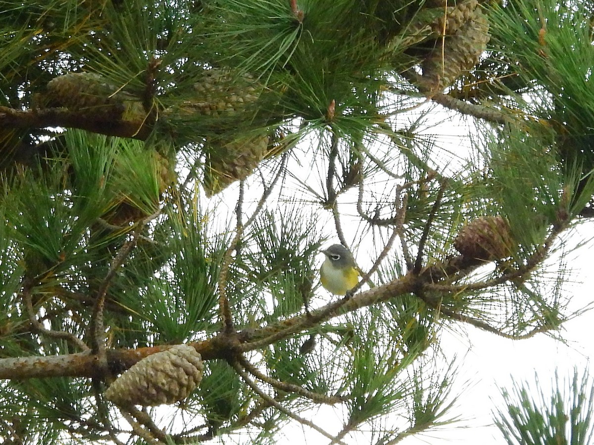 Blue-headed Vireo - ML642290486