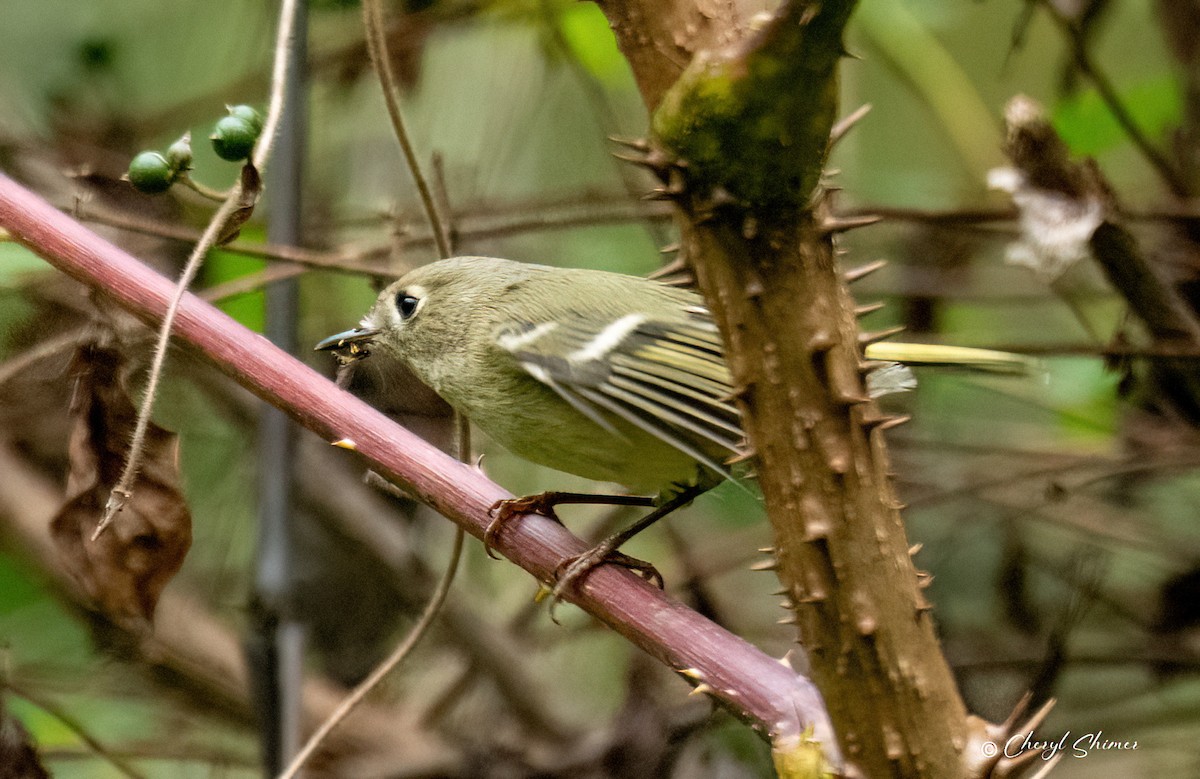 Ruby-crowned Kinglet - ML642290495