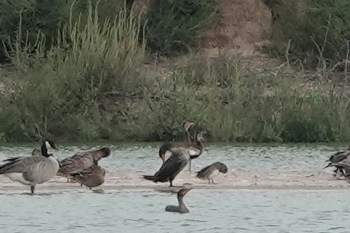 Black-bellied Whistling-Duck - ML642290505