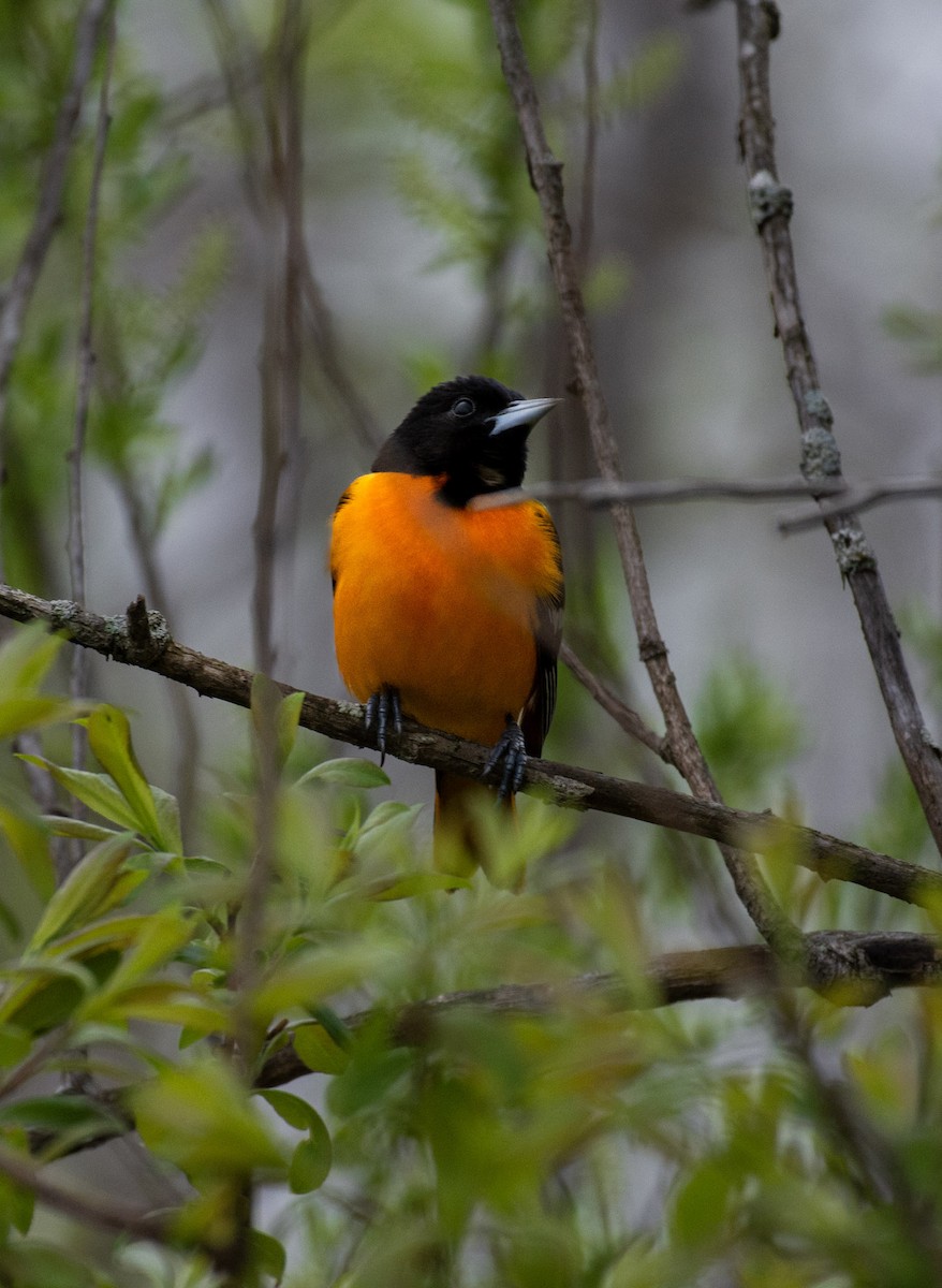 Baltimore Oriole - ML642290508